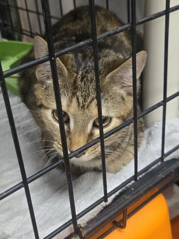 An adult small-sized female Domestic Short Hair cat named Oasis for adoption in Salisbury, MD