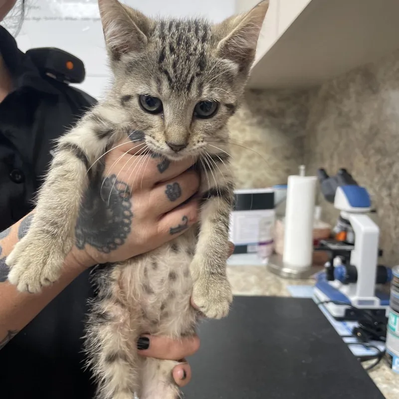 A baby small-sized female Brown / Chocolate Domestic Short Hair cat named Kora for adoption in Dickinson, TX