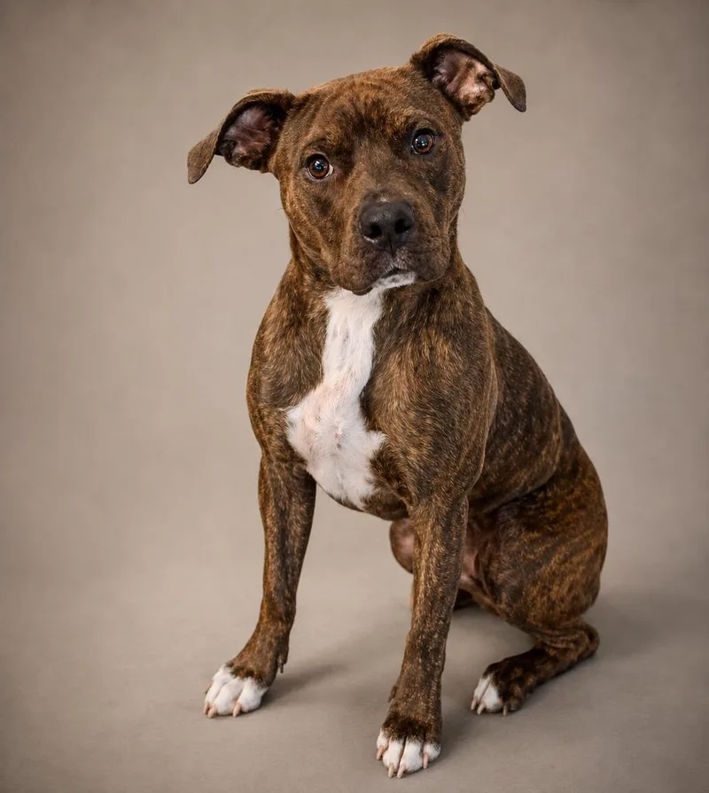 A baby medium-sized female Staffordshire Bull Terrier dog named Mindy for adoption in Crossville, TN