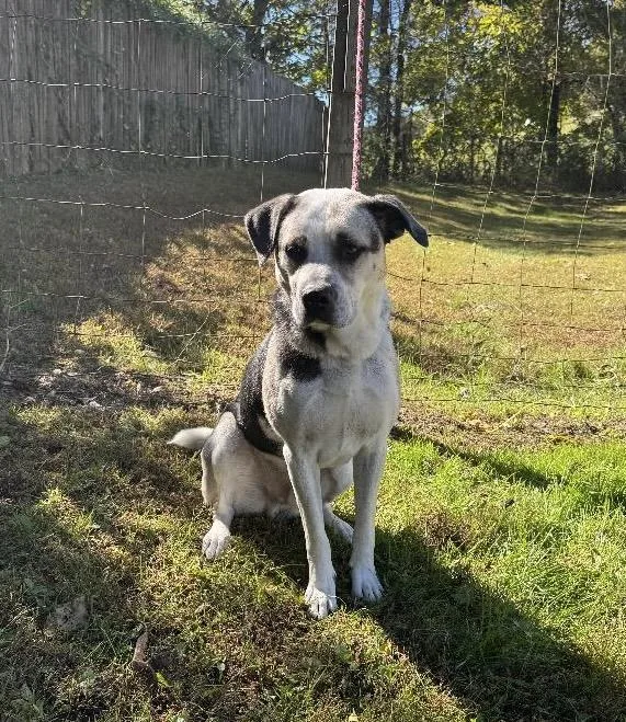 An adult medium-sized male Australian Cattle Dog / Blue Heeler dog named Rocko for adoption in Maynardville, TN
