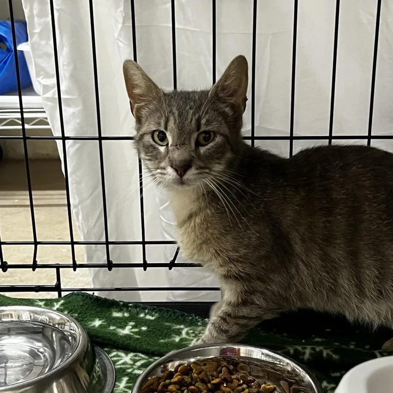An adult small-sized female Gray / Blue / Silver Domestic Short Hair cat named Bonnie for adoption in Harrisville, WV