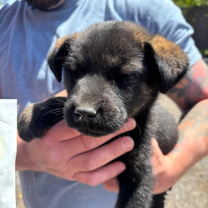 A baby large-sized male Brown / Chocolate Akita dog named Bear for adoption in Monroe, MI
