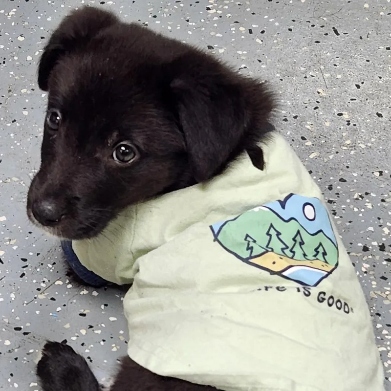 A baby small-sized female Black Great Pyrenees dog named Pepperoni for adoption in Tyler, TX