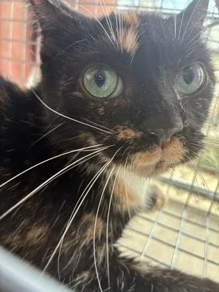 An adult medium-sized female Domestic Short Hair cat named Coraline for adoption in Lafayette, IN