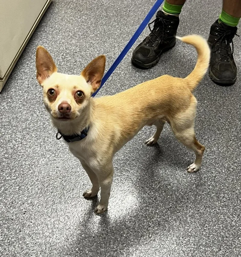 A young small-sized male Chihuahua dog named Chico for adoption in Jamestown, CA