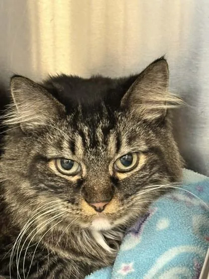 Cleocatra thumbnail 2