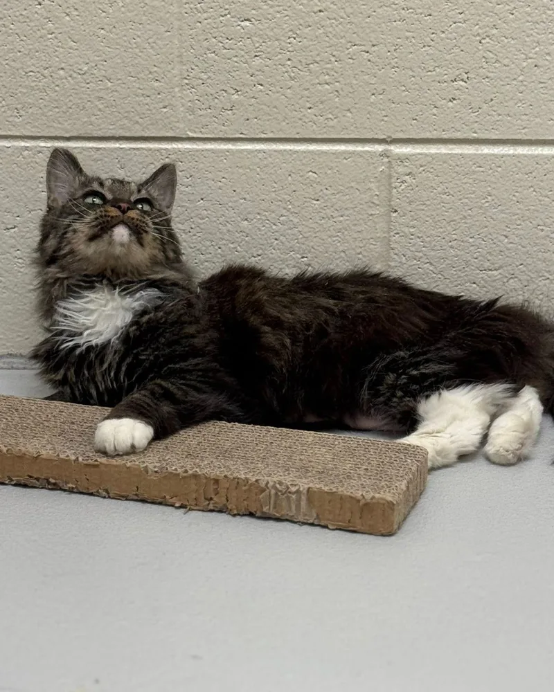 Cleocatra thumbnail 3