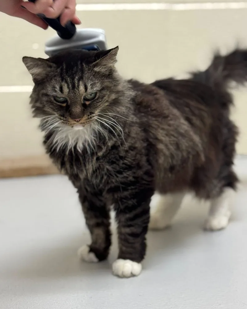 Cleocatra thumbnail 4