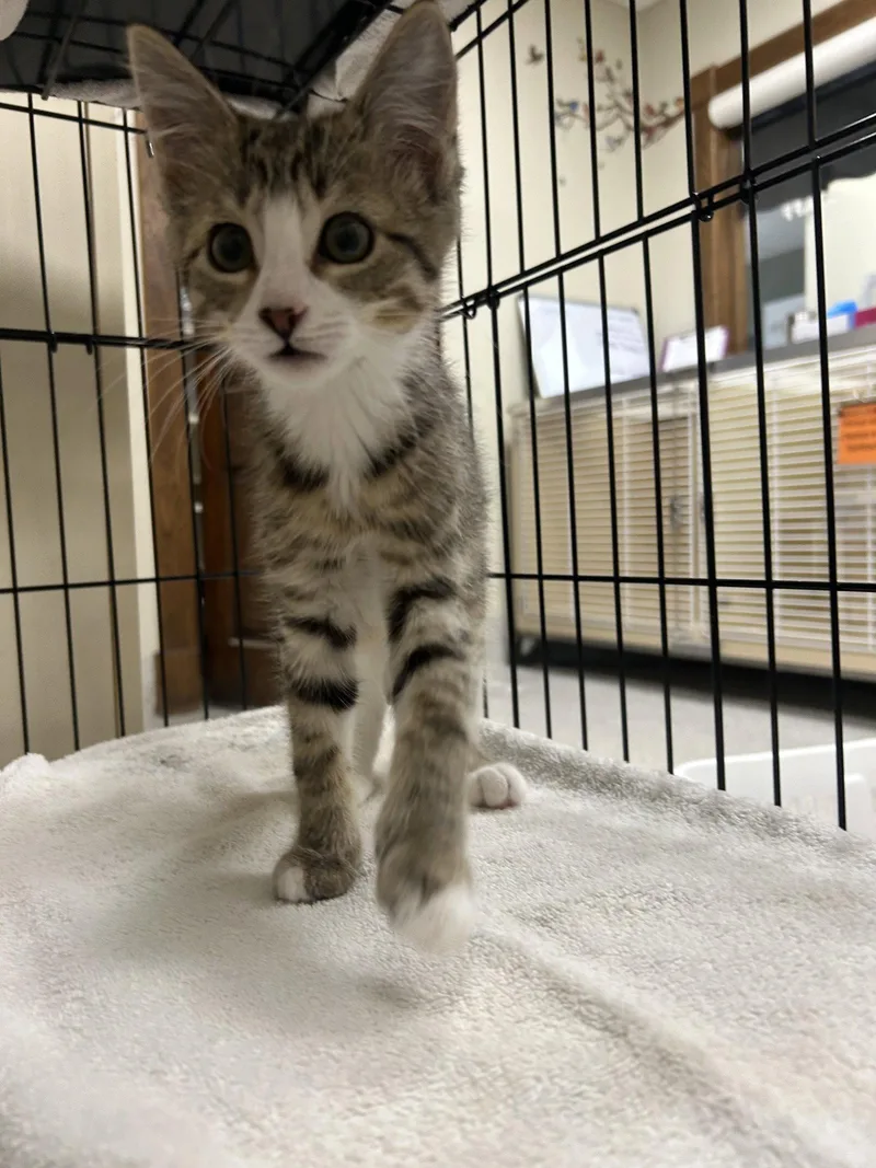 A baby medium-sized female Domestic Short Hair cat named Sable for adoption in Lancaster, PA