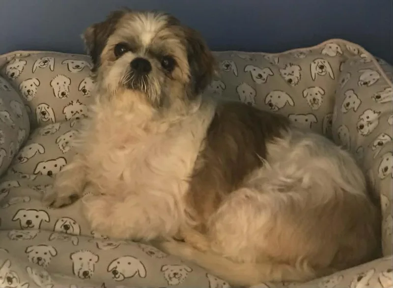 A senior medium-sized female Shih Tzu dog named Trixie for adoption in Johnson City, TN