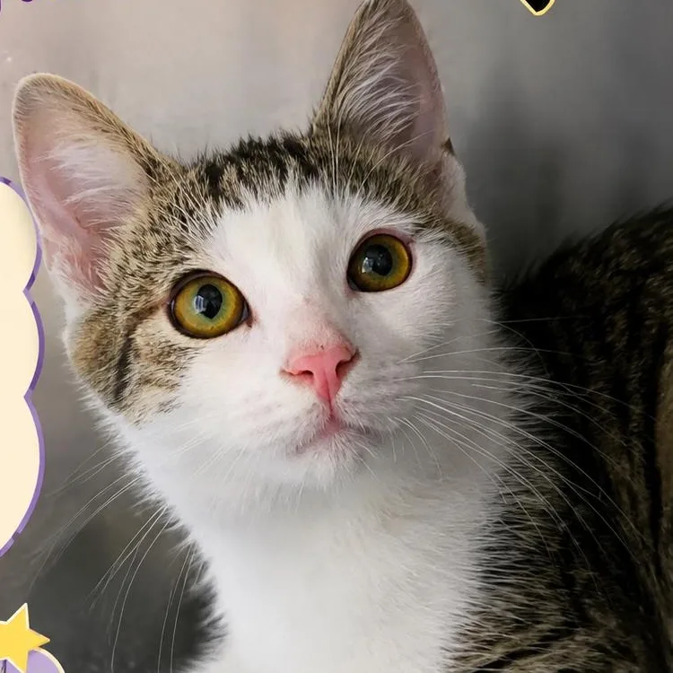 A baby medium-sized male White Domestic Short Hair cat named Mr.Croker for adoption in Quincy, OH
