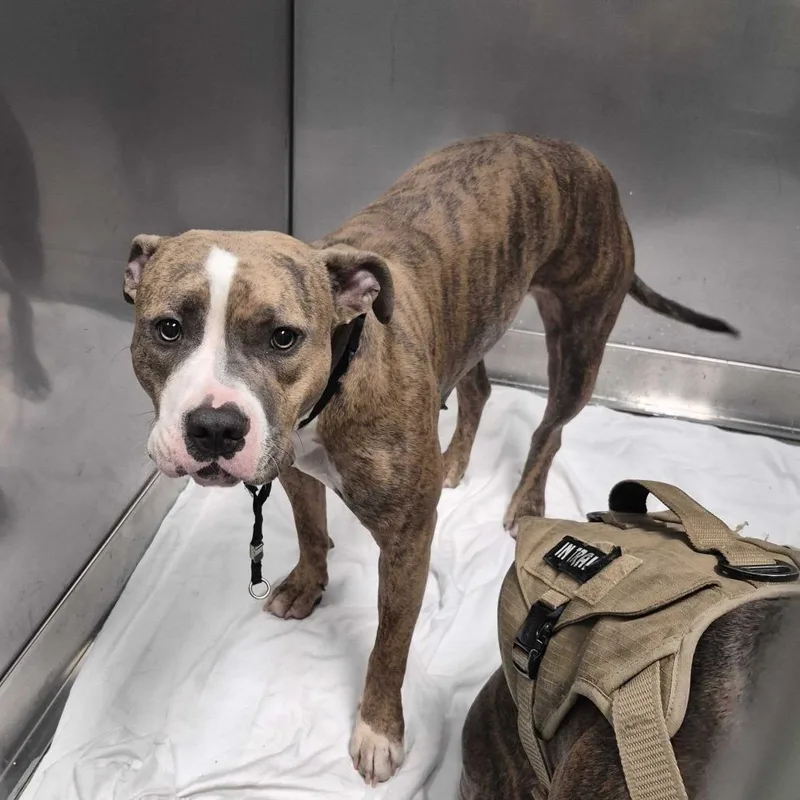 A young medium-sized female Brindle Mixed Breed dog named Aries for adoption in Davenport, IA
