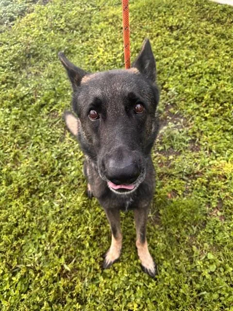 An adult large-sized male German Shepherd Dog dog named Wesley for adoption in Fort Lauderdale, FL