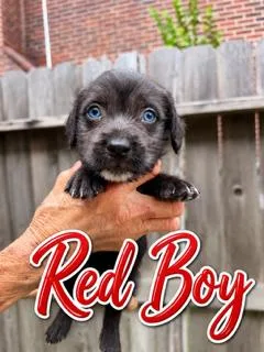 A baby small-sized male Terrier dog named Red for adoption in Spring, TX