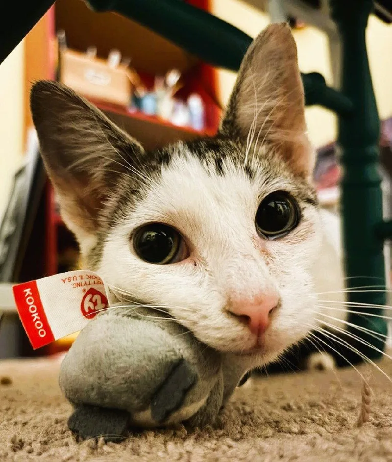 A young medium-sized female Domestic Short Hair cat named Apple for adoption in Trenton, NJ