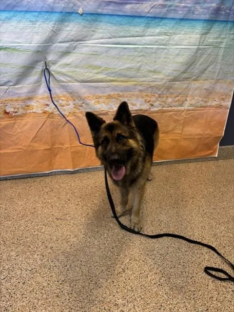 A young large-sized male German Shepherd Dog dog named Bestie for adoption in Miami, FL