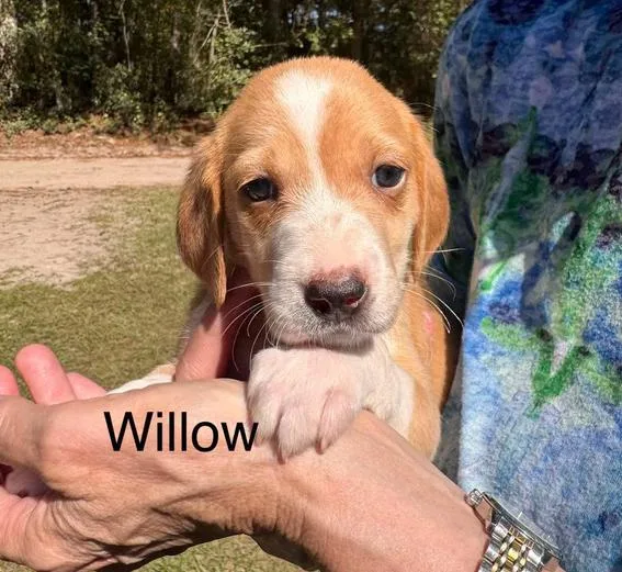 A baby medium-sized female White / Cream Hound dog named Willow for adoption in Eutawville, SC
