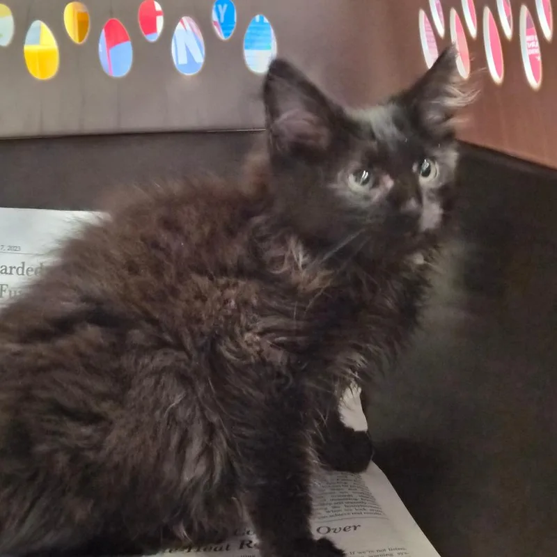 A baby small-sized female Black Domestic Medium Hair cat named Halo for adoption in Montgomery, AL