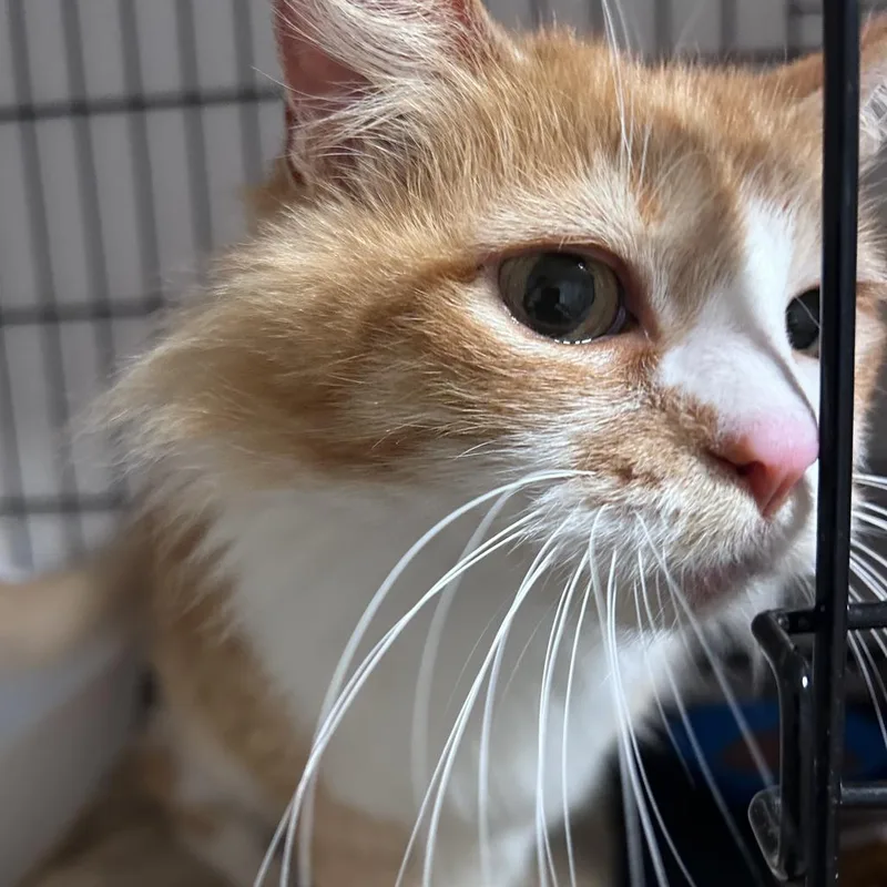 An adult medium-sized female Orange / Red Domestic Long Hair cat named Peaches Costa Mesa Location for adoption in Chino Hills, CA