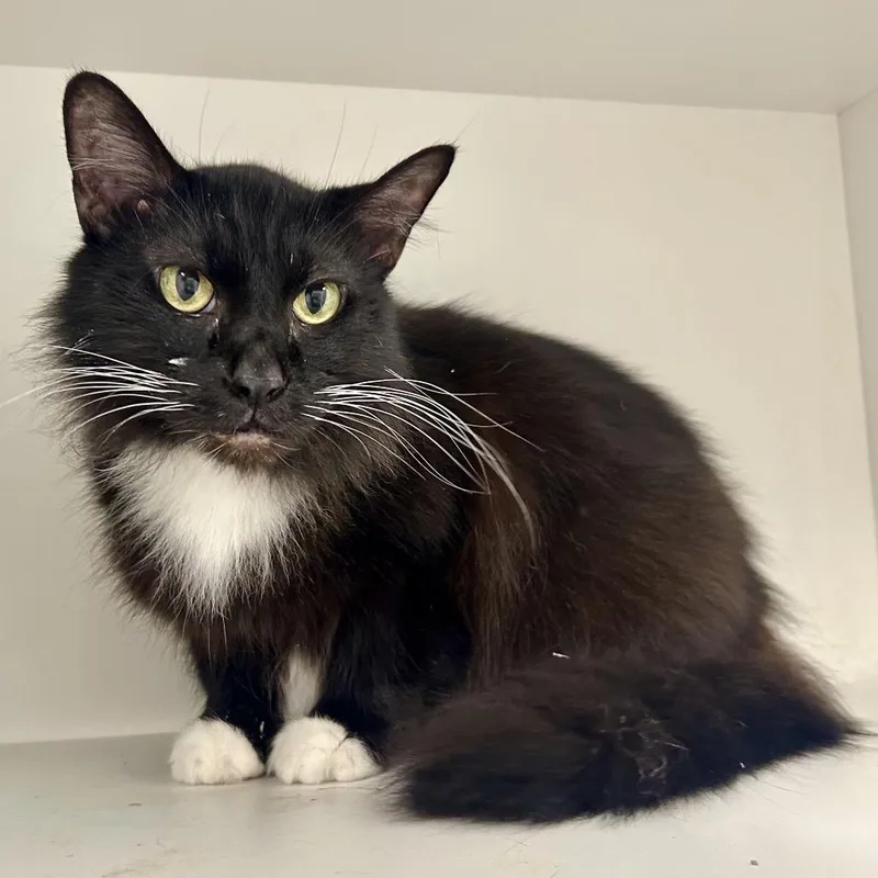 A senior medium-sized female Black Domestic Long Hair cat named Heihanna for adoption in St Joseph, MO