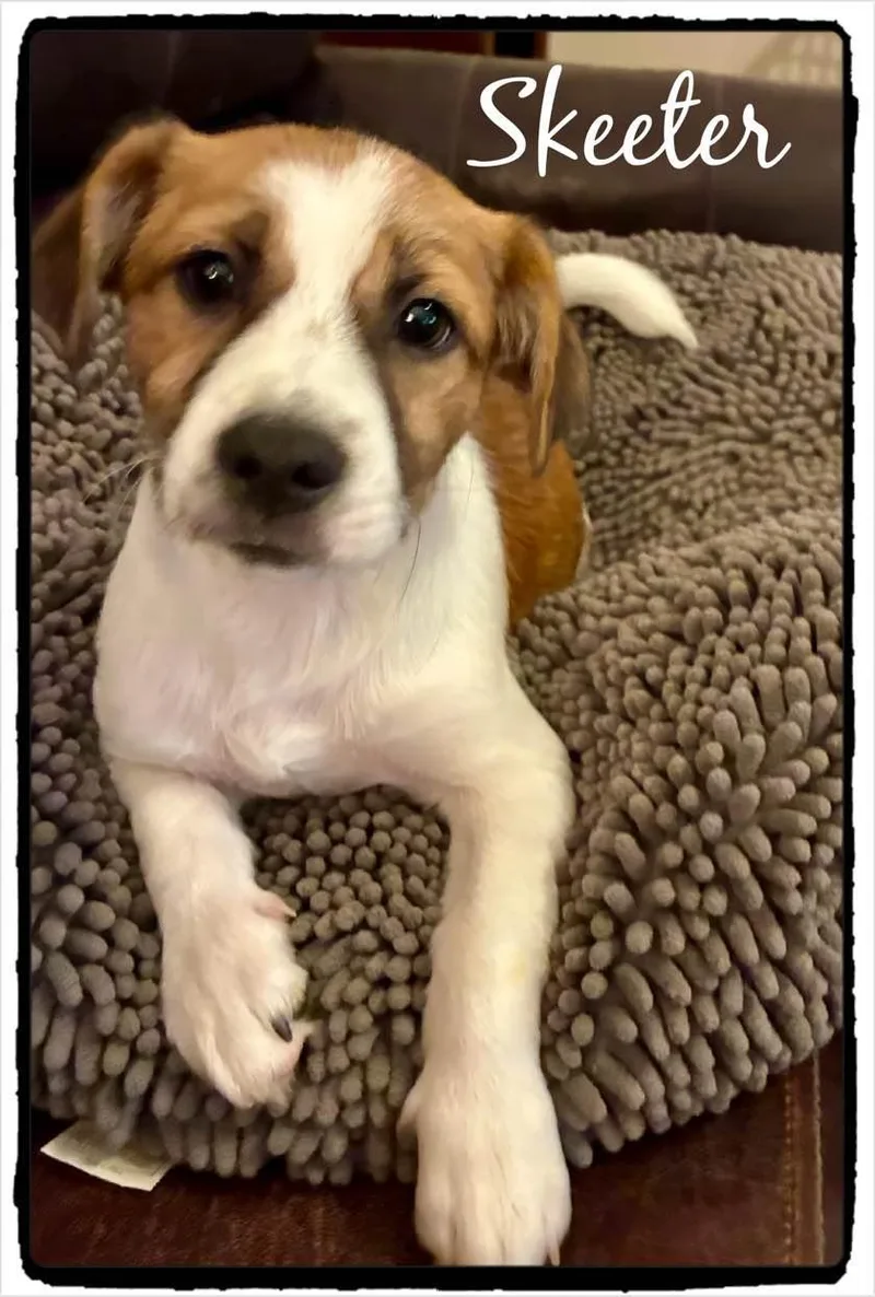 A baby small-sized male Mixed Breed dog named Skeeter for adoption in Farmingdale, NY