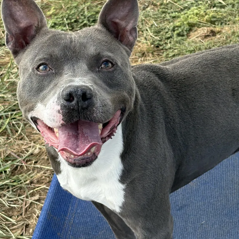 An adult medium-sized male Pit Bull Terrier dog named Blue for adoption in Justin, TX