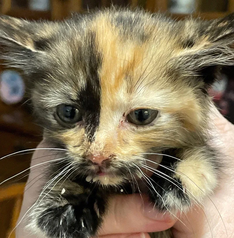 A baby medium-sized female Tortoiseshell cat named Galactica for adoption in Island Lake, IL
