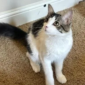A baby medium-sized male Brown / Chocolate Domestic Medium Hair cat named Daze for adoption in Liverpool, TX