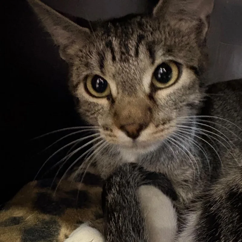 A baby medium-sized female Brown / Chocolate Domestic Short Hair cat named Peaches for adoption in Spokane, WA