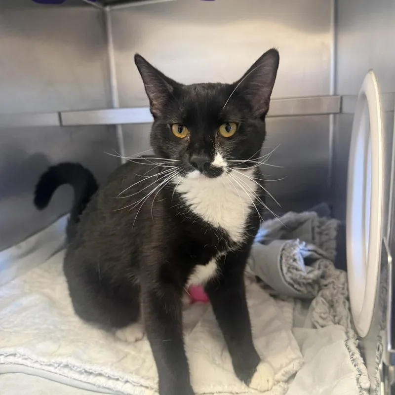 A young medium-sized female Black Domestic Short Hair cat named Oreo for adoption in Fort Bragg, CA