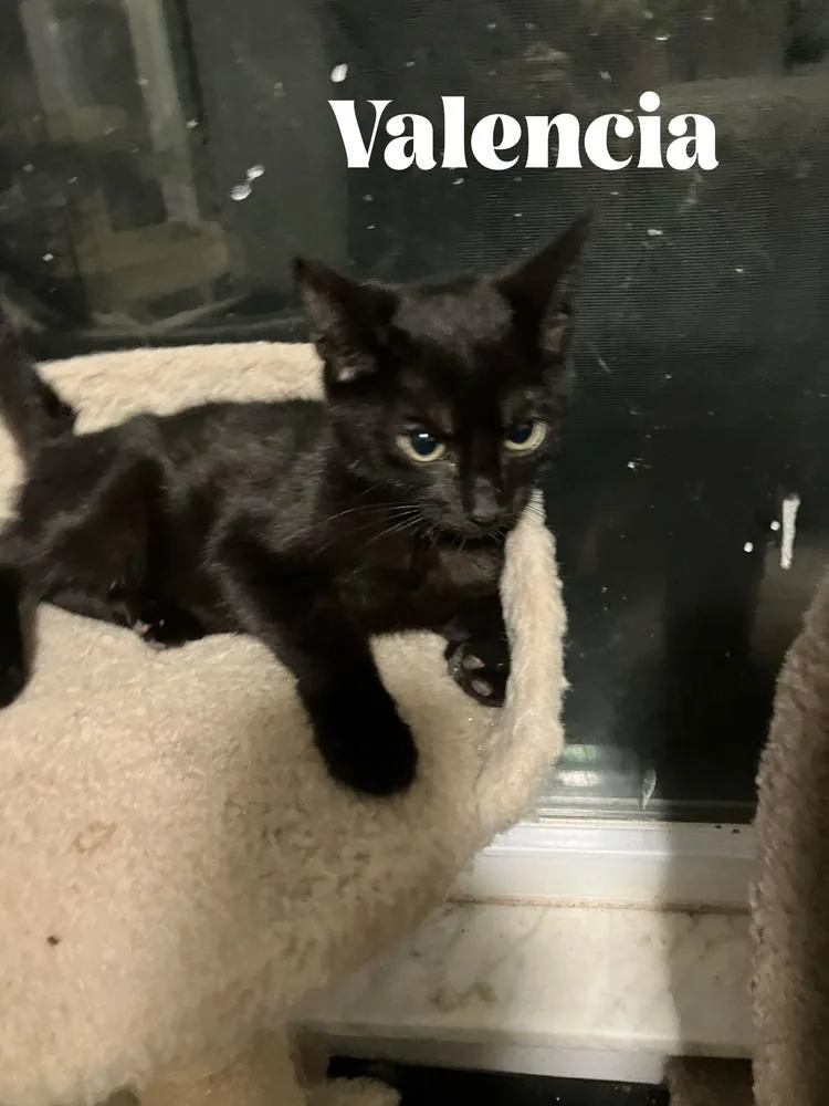 A baby small-sized male Black Domestic Short Hair cat named Jaffa Special Needs  for adoption in Orlando, FL
