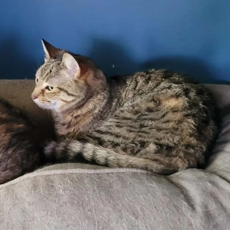 A senior medium-sized female Brown / Chocolate Domestic Short Hair cat named Phang for adoption in Toms Brook, VA