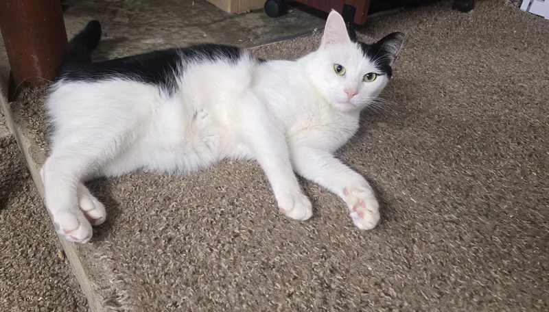 A young medium-sized male Gray & White American Shorthair cat named Stewie for adoption in Wallkill, NY