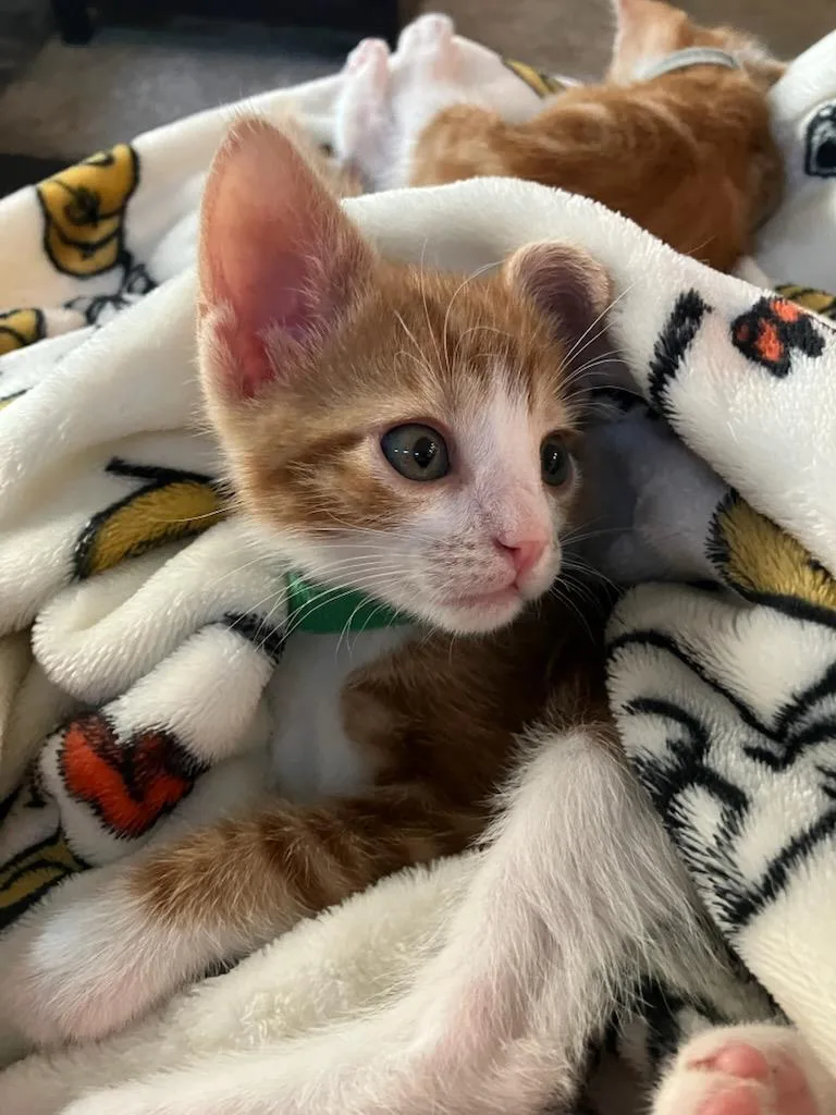 A baby medium-sized male Domestic Short Hair cat named Alderheart for adoption in Lincoln, CA
