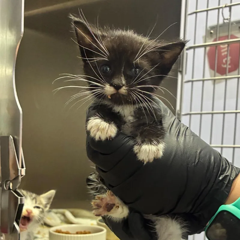 A baby small-sized female Domestic Short Hair cat named Jane for adoption in Portage, MI
