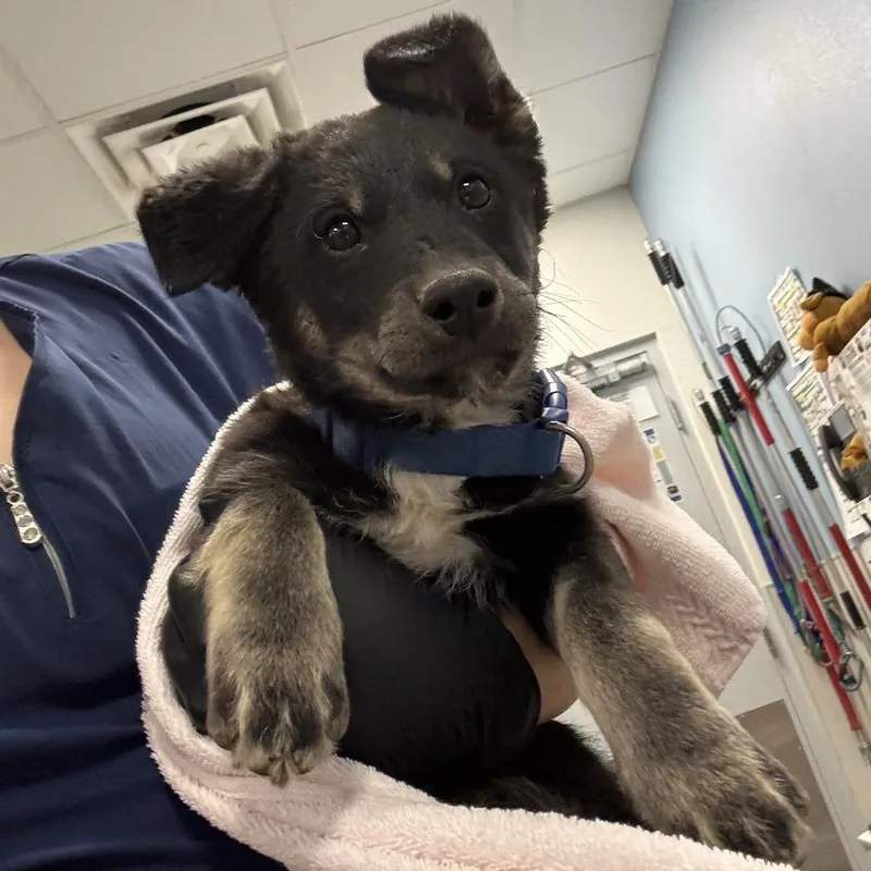 A young small-sized male Black Mixed Breed dog named Max for adoption in Las Cruces, NM