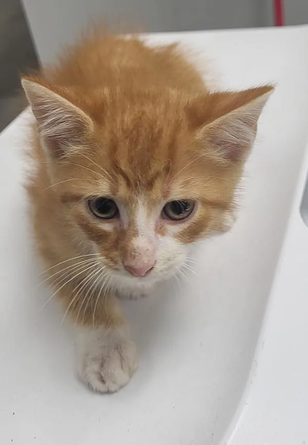 A baby small-sized male Domestic Short Hair cat named Nf Messi for adoption in Lawrenceville, GA