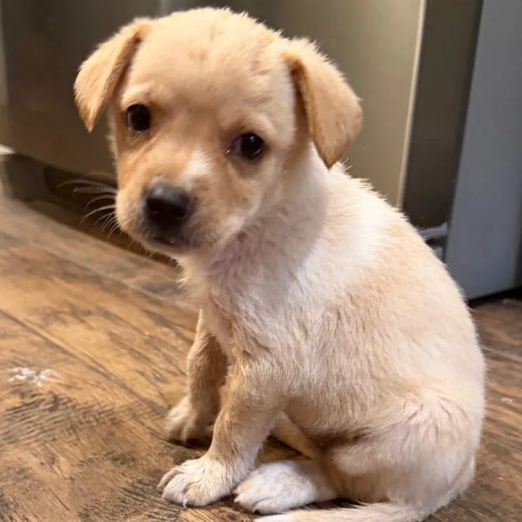 A baby small-sized female Yellow / Tan / Blond / Fawn Mixed Breed dog named June for adoption in Midland, TX