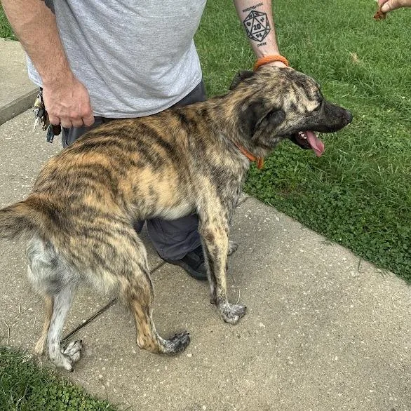 An adult large-sized male Great Pyrenees dog named Stitch for adoption in Oak Ridge, TN