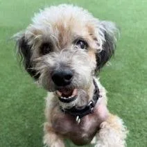 A senior small-sized male White / Cream Maltese dog named Jeremy for adoption in Ramona, CA