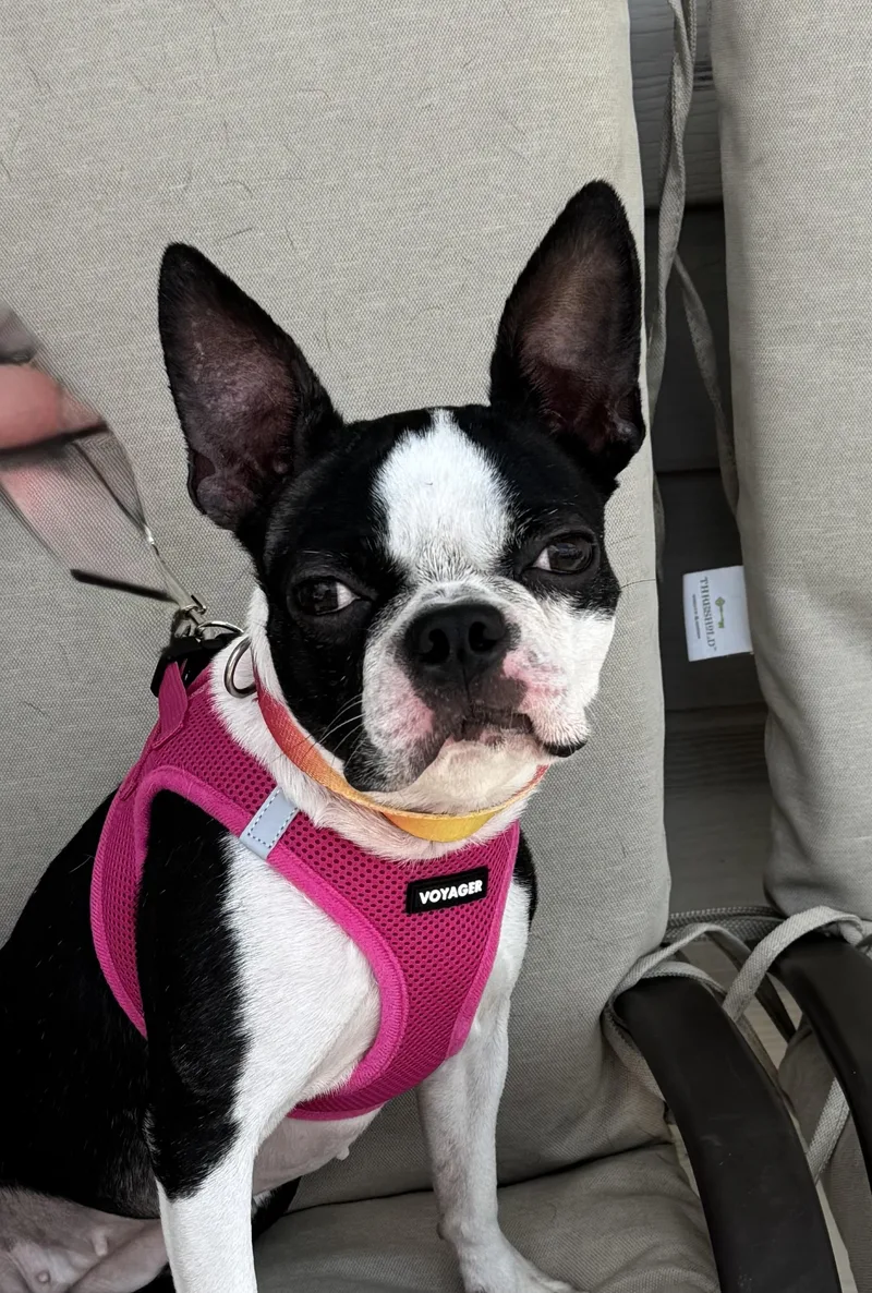 Bella