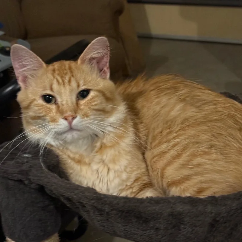 An adult small-sized male Orange / Red Domestic Medium Hair cat named Found th ave sw for adoption in Rochester, MN