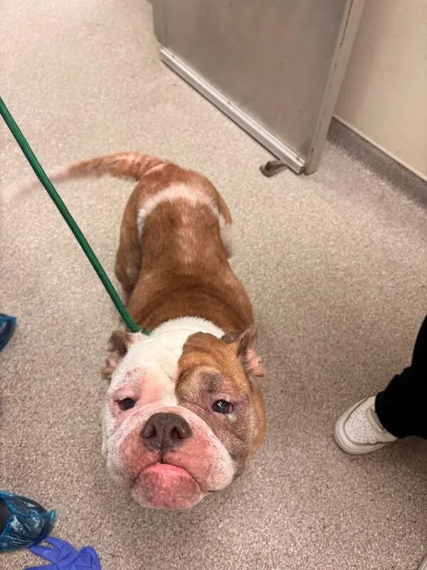 An adult medium-sized female Brown / Chocolate American Bulldog dog named Faith for adoption in Disputanta, VA