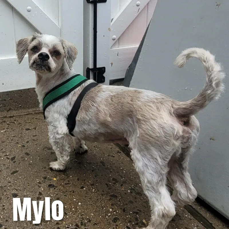 Mylo