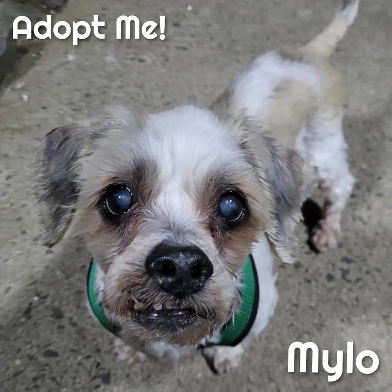 Mylo thumbnail 2