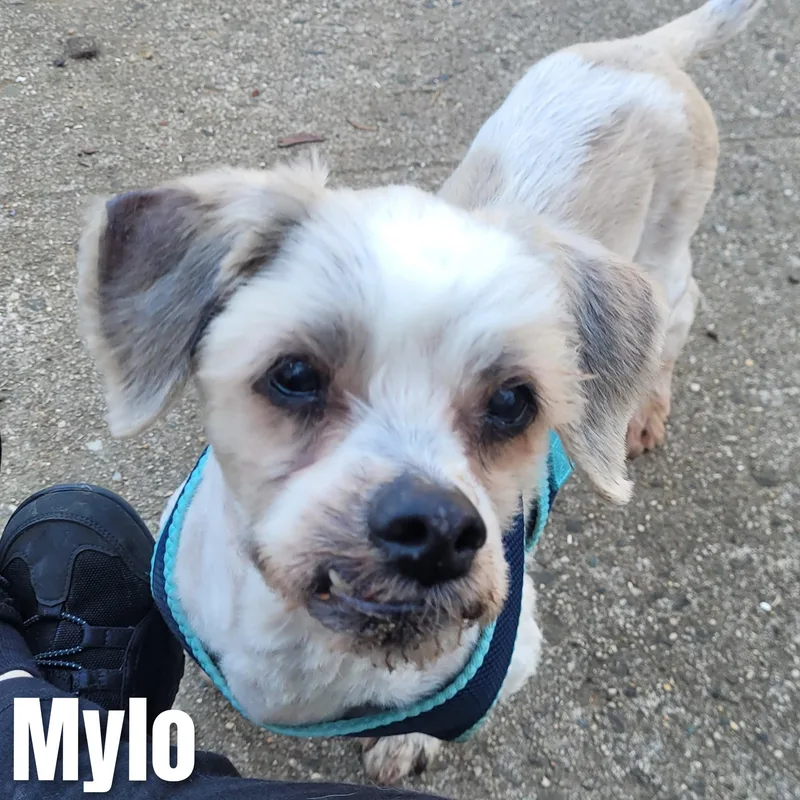 Mylo thumbnail 3