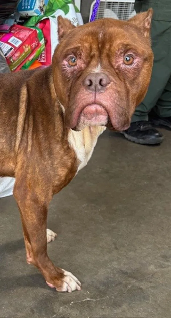 An adult medium-sized male Pit Bull Terrier dog named Patrick for adoption in Dallas, GA