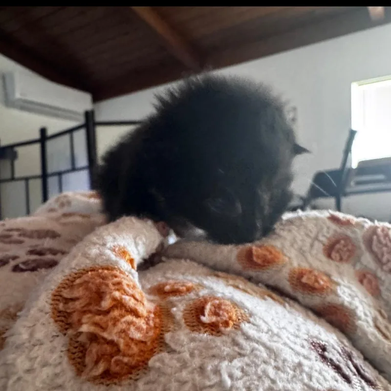 A baby small-sized female Black Domestic Short Hair cat named Atari for adoption in Westminster, CA