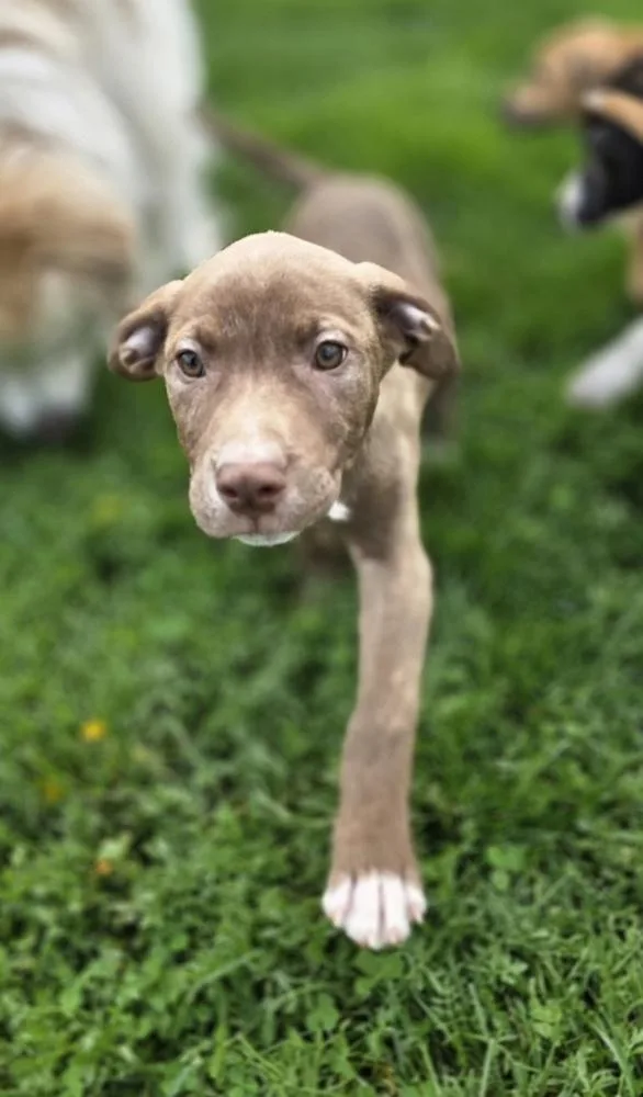 A baby medium-sized male Brown / Chocolate Boxer dog named SRV Palau : Ibrehem for adoption in Aurora, IN