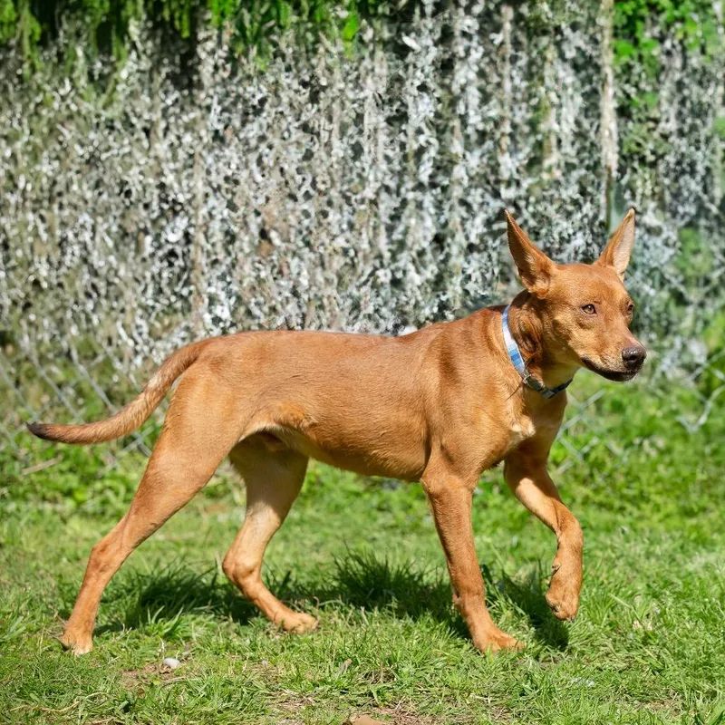 Elijah Grey thumbnail 2